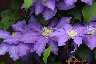 5434-clematis.jpg