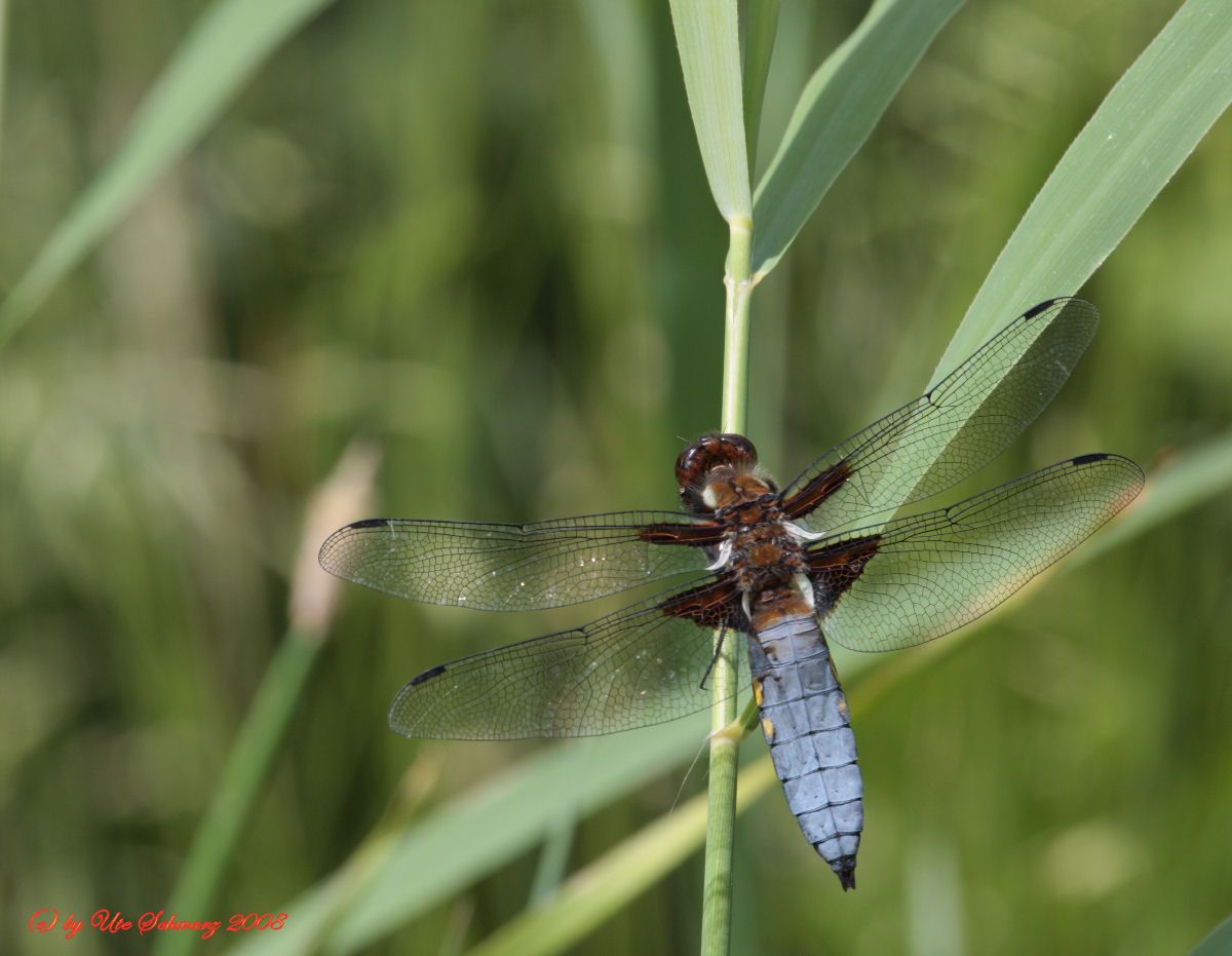 Klicken zum Vergr&ouml;&szlig;ern!